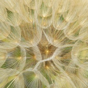 piume dorate energia angelica rituali guarigione trasformazione luce protezione spirituale