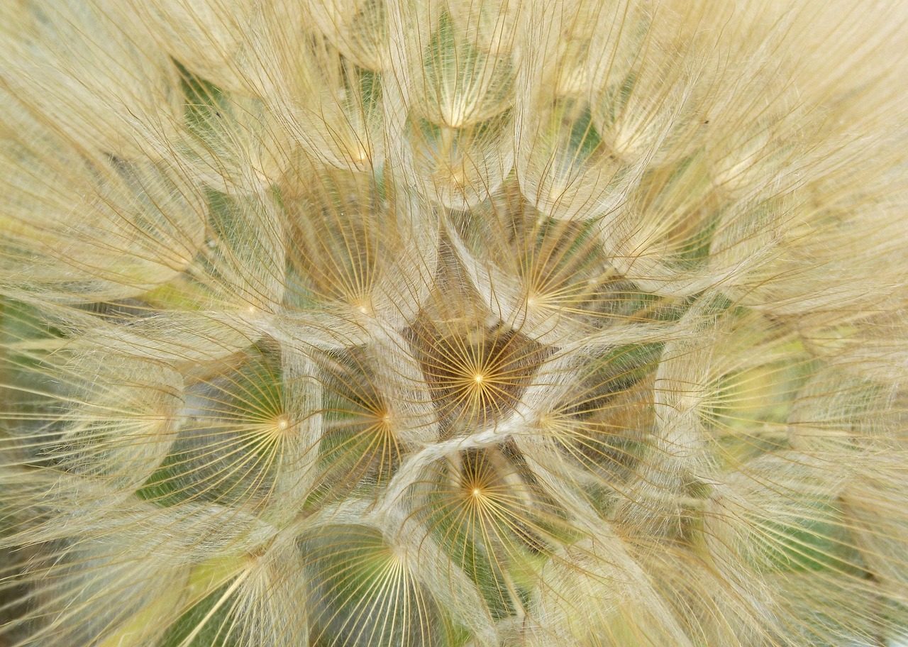piume dorate energia angelica rituali guarigione trasformazione luce protezione spirituale